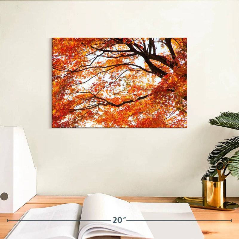 Alvord acer Palmatum en automne, H 8 po x l 12 po