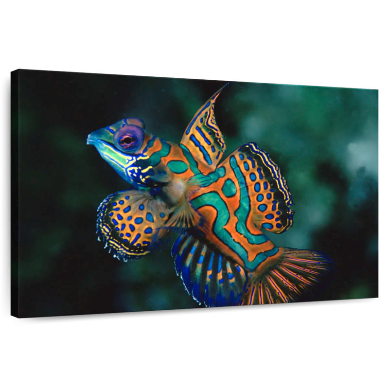 Brampt Mandarin Dragonet, 8" H x 12" W