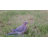 Mourning Dove On Grass Garden Statue