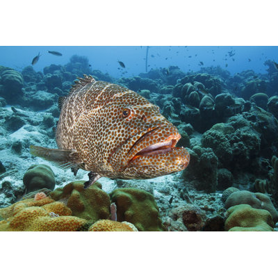 Tiger Grouper - Bonaire - Photographie sur toile tendue