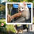 Foldable Pet Stroller Jogger Stroller with-94493614