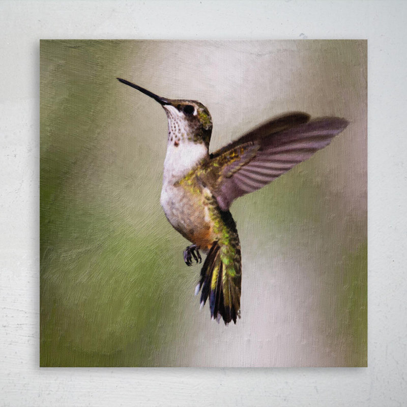 «Brown Humming Bird In Close Up», reproduction d'art graphique sur toile tendue 1 pièce, H 16 po x l 16 po x P 2 po