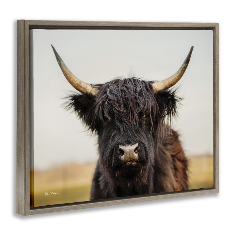 Portrait de vache Highland, H 25 po x l 31 po, Cadre flottant orme Montalcino