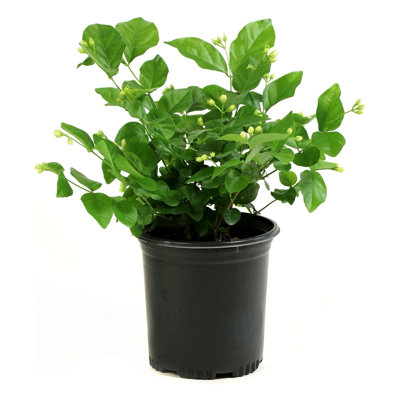 1 gal. Jasmine Sambac Arabian (4-Pack)