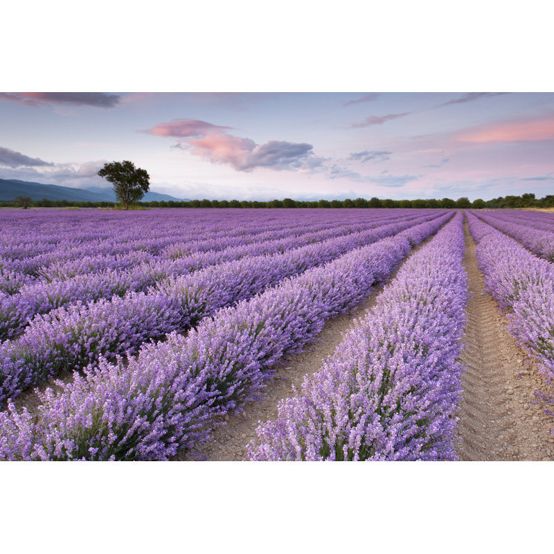 Lavender Field - Wrapped Canvas Print, 51cm H x 76cm W x 3.8cm D
