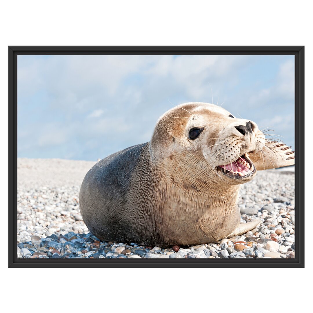 Gerahmtes Wandbild Süße Robbe auf Steinstrand