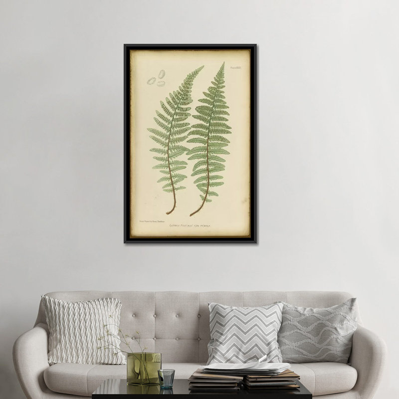 «Lastrea Filix», impression sur toile, H 26 po x l 18 po x P 1,5 po, Toile avec cadre noir, Pas de tapis