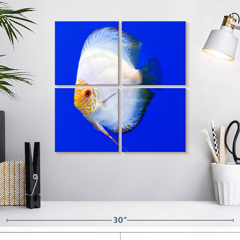 Brampt Pompadour Discus Fish, 18" H x 18" W