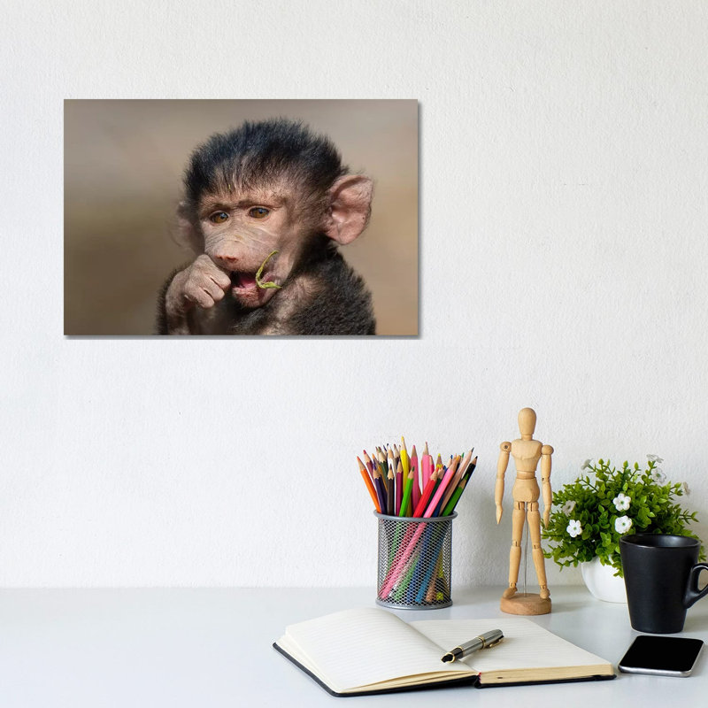Baboon Baby I by Mogens Trolle - Wrapped Canvas Gallery-Wrapped Canvas Giclée, 20.32 cm H x 30.48 cm W