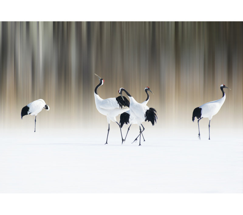 Wrapped Canvas Print, 60.96 cm H x 91.44 cm W