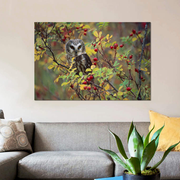 «Northern Saw-Whet Owl percher in a Wild Rose Bush, British Columbia, Canada II», reproduction de photo sur toile