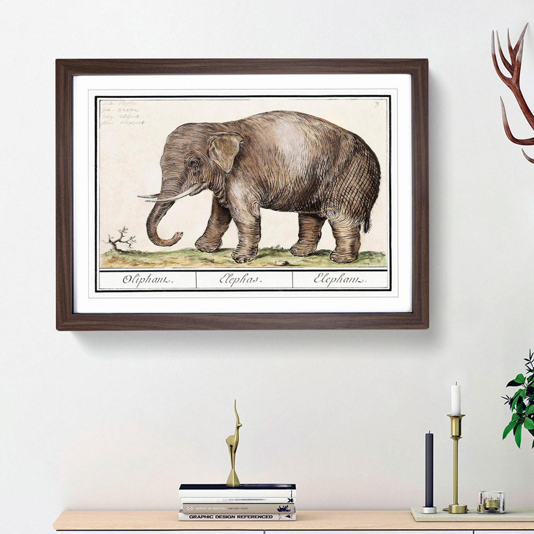 Asian Elephant by A.B. De Boodt - Picture Frame Painting Print