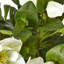 Hellebore Plant In Taupe Pot-11933142-11933140