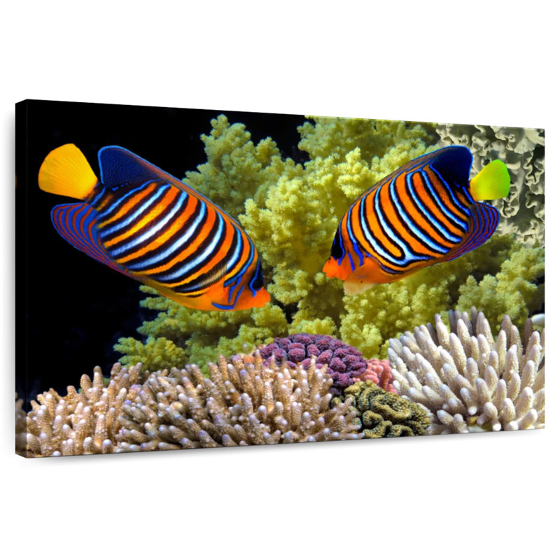 Brampt Red Sea Reef Regal Angelfish, 34" H x 51" W