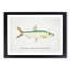 Illustration of a Pilchard by F.E. Clarke - Picture Frame Painting Print-55579443-55579445