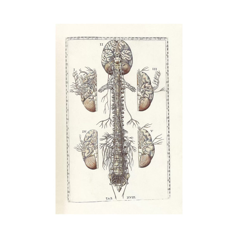 «The Science of Human Anatomy III» par National Library of Medecine, impression sur toile tendue