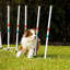 Poteaux de tissage pour chien