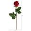 Tige de roses-577586558-577586554