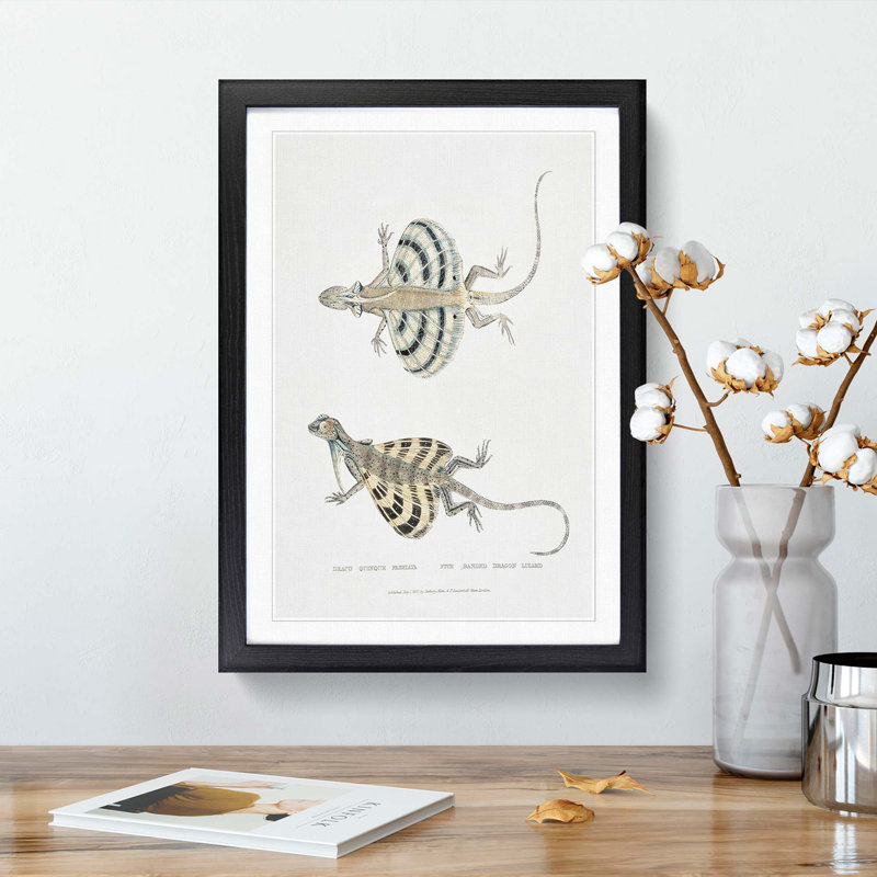 Dragon Lizard by John Edward Gray - Framed Print, Black Framed, 48cm H x 36cm W x 2cm D