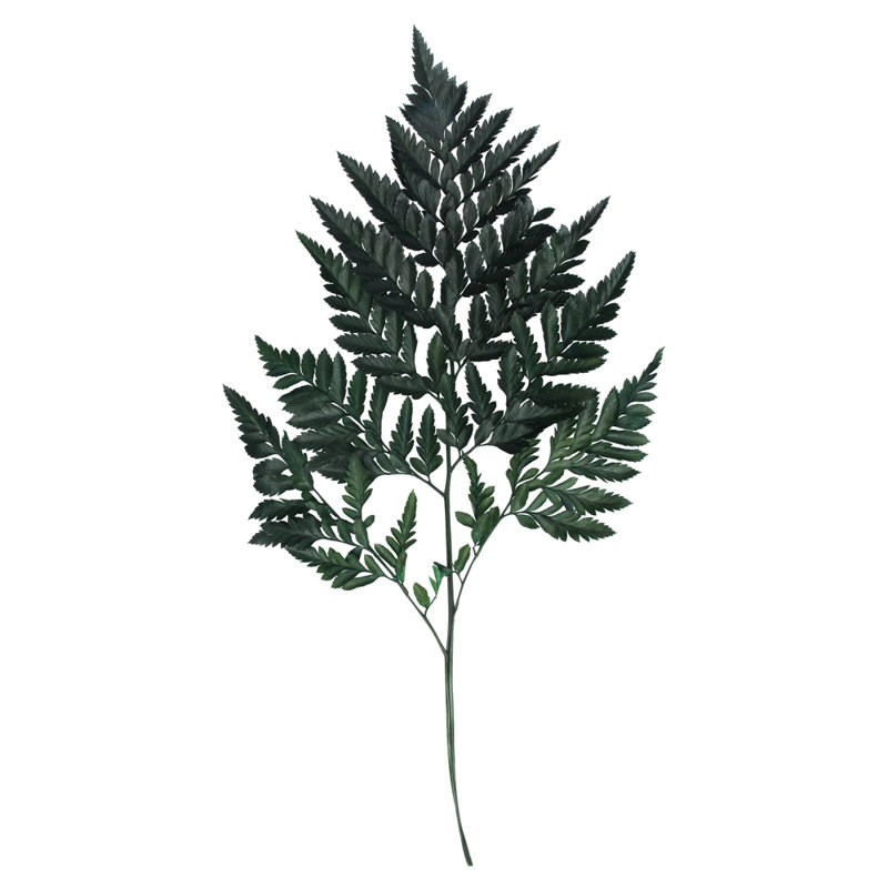 0,0625 plante