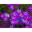 Purple Daisies Print by Tom Kostes