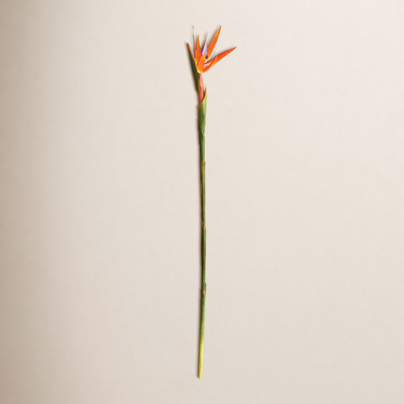 31.5-Inch Bird Of Paradise Stem
