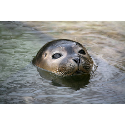 Sceau commun par MB-Fotos - Photographie sur toile tendue