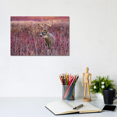 Fall Buck Deer by Eric Fisher - Wrapped Canvas Gallery-Wrapped Canvas Giclée