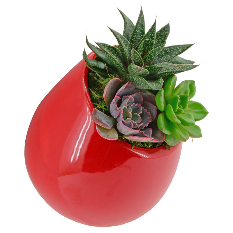 Jardinière murale Hilaria, H 6,5 po x l 5,5 po x P 5 po, Rouge lustré