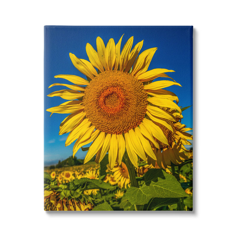 " Summery Sunflower Plant Blooming Summertime Clear Sky " by Steve Smith, Wrapped Canvas, 20" H x 16" W x 1.5" D
