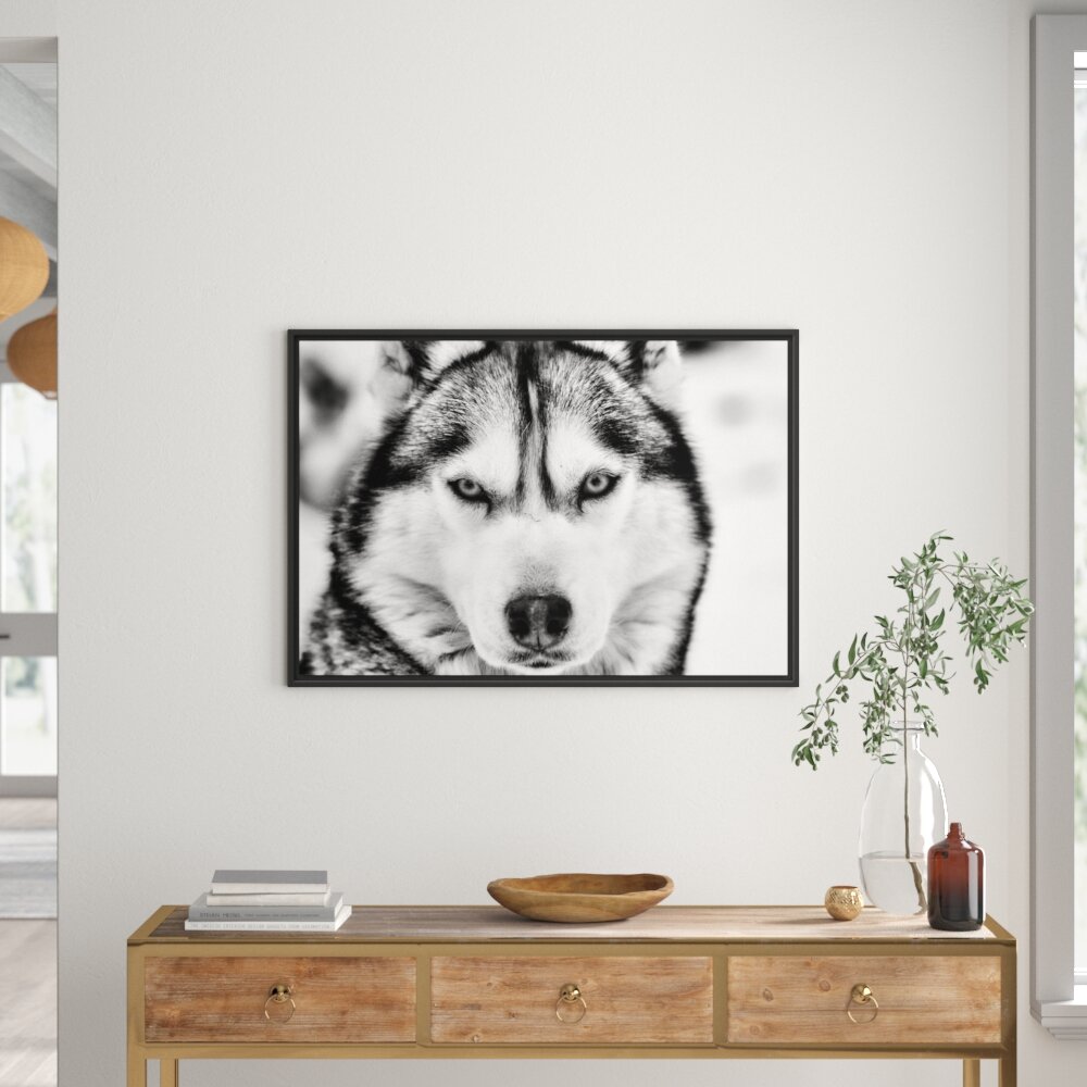 Gerahmtes Wandbild Husky