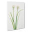 Northern Onion by Mary Vaux Walcott - Wrapped Canvas-61842703