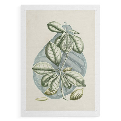 Buchoz Tropicals VI - Impression sur toile seulement - NON CADRE