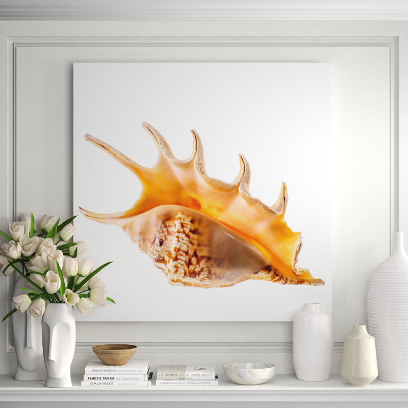 Spider Conch Shell Print, 46" H x 46" W x 2.5" D, Aluminum