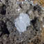 Barite à pales bleues - Jebel Ouichane, Maroc