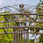 "Medellin 1972" Ornate Round Iron Garden Gazebo-99839248