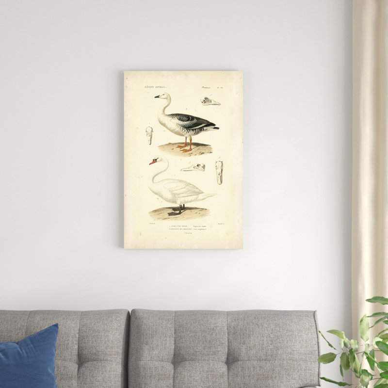 Étude de cygne antique, H 30 po x l 20 po x P 1,25 po