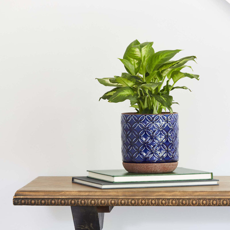5.9 Inch Griffy Planter, 6.1" H x 5.9" W x 5.9" D