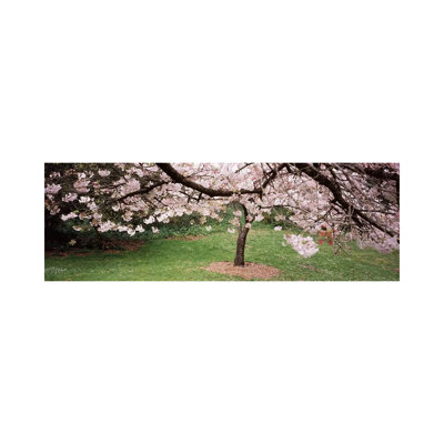 Cherry Blossom Tree in a Park, Golden Gate Park, San Francisco, California, USA 1 Piece Wrapped Canvas Panoramic Wall Art