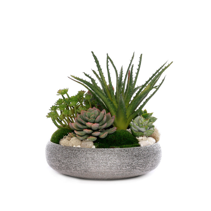 Succulent with Pebbles and Moss in Textured Silver Bowl