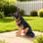 Lifelike German Shepherd Dog Statue