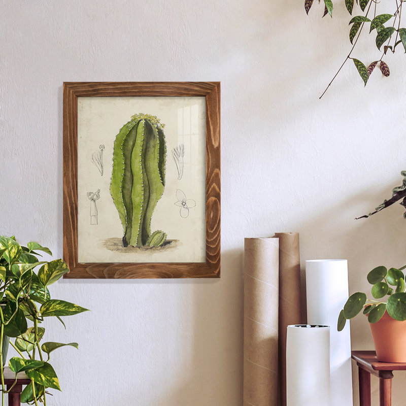 Antique Cactus VI - reproduction de cadre photo simple, H 11 po x l 9 po x P 1 po, Noyer