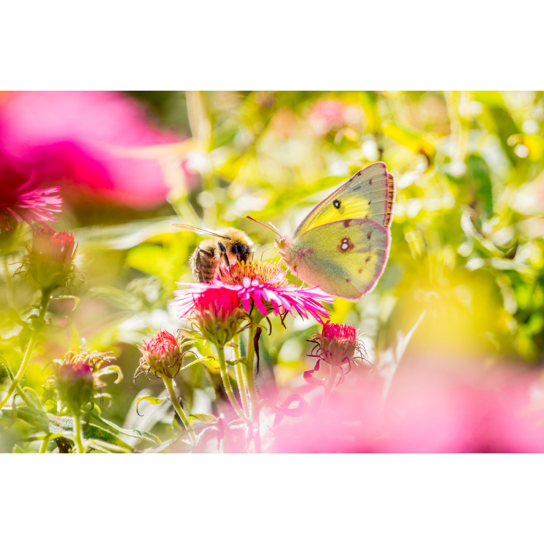 Schmetterling Zitrone und rosa Aster von SOPHIE-CARON - Druck ohne Rahmen auf Leinwand