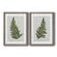 " Fern Studies I " 2 - Pieces-1513138967-1513138965-1513138963