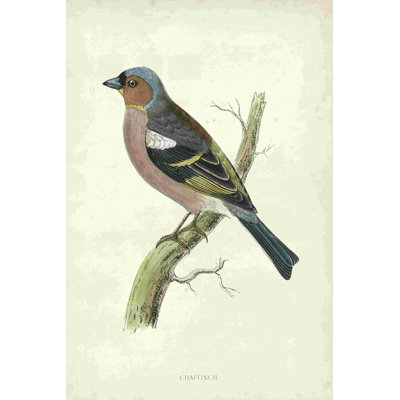 Morris Chaffinch