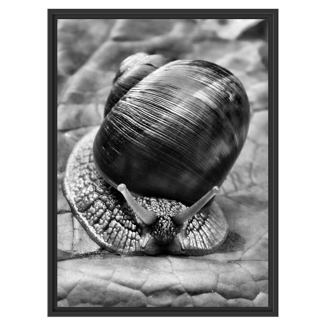 Gerahmtes Wandbild Weinbergschnecke auf Blatt