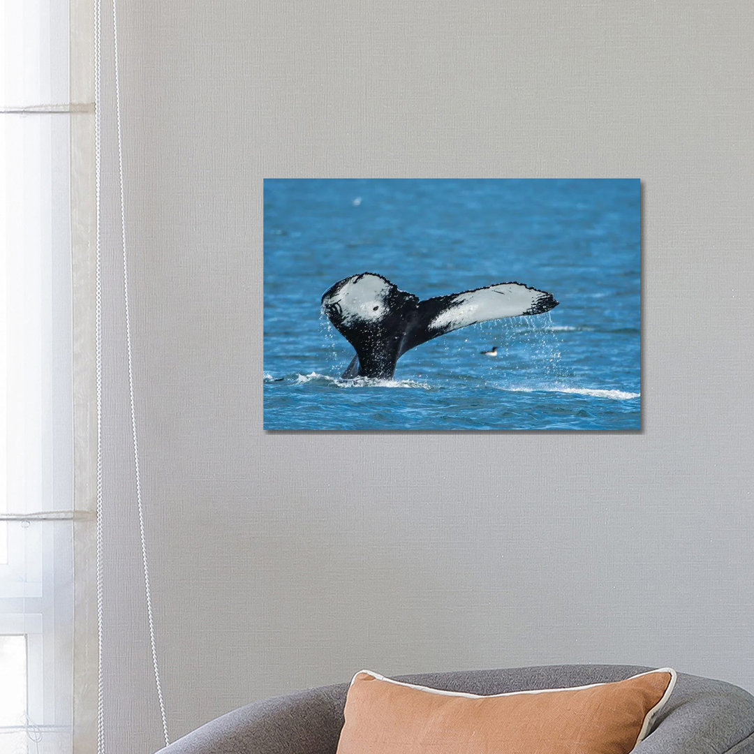 Humpback Whale (Megaptera Novaeangliae), Resurrection Bay, Kenai Fjords National Park, Alaska, USA.