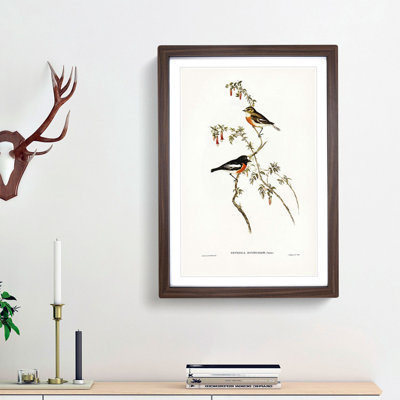 Scarlet-Breasted Robins by Elizabeth Gould - Picture Frame Painting Print