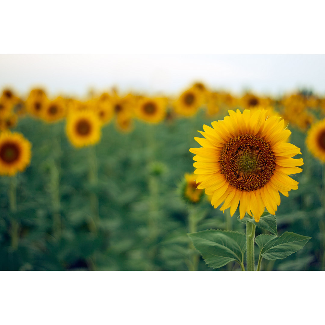 Sonnenblume von FGorgun - Kunstdrucke auf Leinwand ohne Rahmen