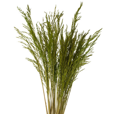 Congo Grass
